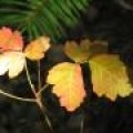 user's picture